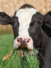 grass fed cow